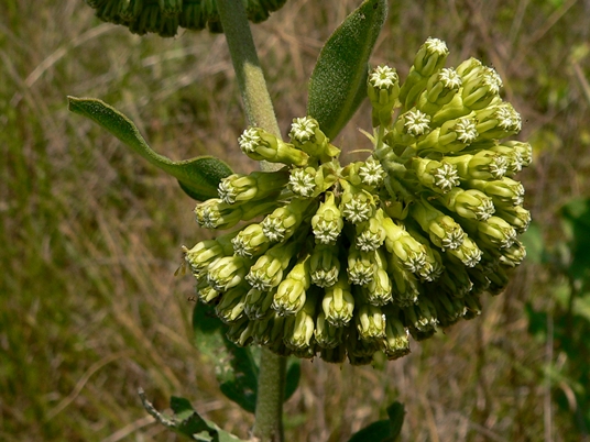 {Asclepias viridiflora}